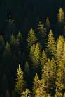 Pine trees at sunset-Yosemite National Park-California Art Print